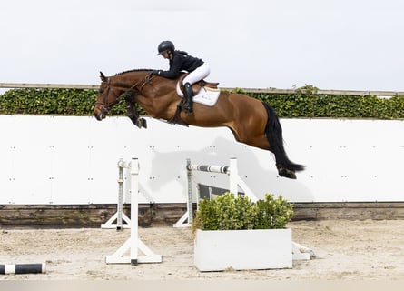 Belgian Warmblood, Gelding, 4 years, 17.1 hh, Brown