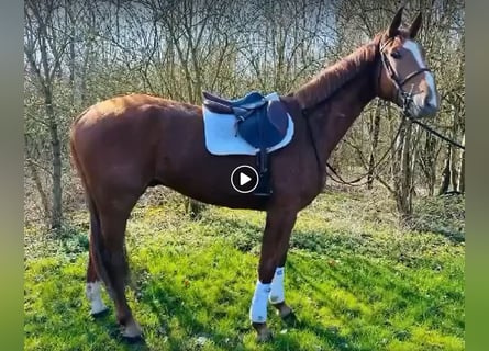 Belgian Warmblood, Gelding, 4 years, 17,1 hh, Chestnut-Red