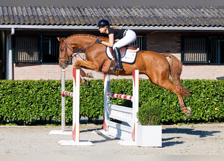 Belgian Warmblood, Gelding, 5 years, 16.1 hh, Chestnut-Red