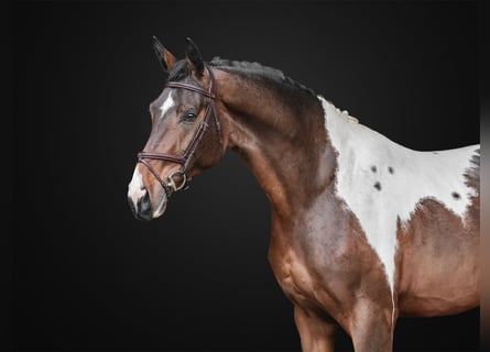 Belgian Warmblood, Gelding, 5 years, 16.1 hh