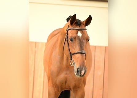 Belgian Warmblood, Gelding, 5 years, 16.2 hh, Black