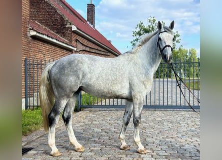 Belgian Warmblood, Gelding, 5 years, 16.3 hh, Grey-Blue-Tan