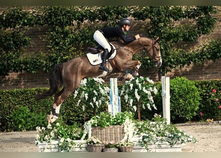 Belgian Warmblood, Gelding, 5 years, 16 hh, Chestnut-Red