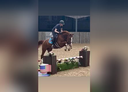 Belgian Warmblood, Gelding, 5 years, 16 hh, Chestnut-Red