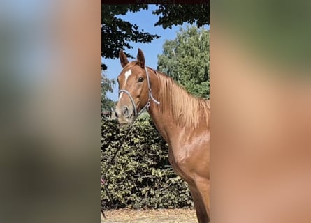 Belgian Warmblood, Gelding, 5 years, 16 hh, Chestnut-Red