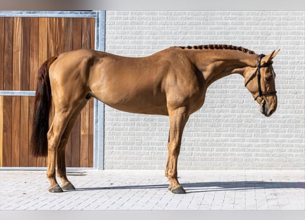 Belgian Warmblood, Gelding, 5 years, 16 hh, Chestnut