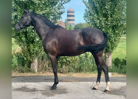 Belgian Warmblood, Gelding, 5 years, 16,2 hh, Bay-Dark