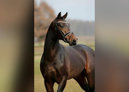 Belgian Warmblood, Gelding, 5 years, 16,2 hh, Brown