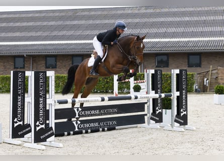 Belgian Warmblood, Gelding, 5 years, 16,2 hh, Brown