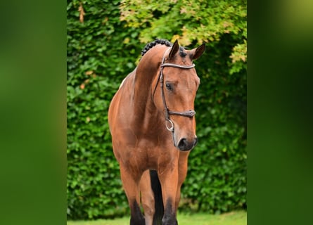 Belgian Warmblood, Gelding, 6 years, 16.2 hh, Brown