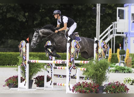 Belgian Warmblood, Gelding, 6 years, 16 hh, Gray-Dark-Tan