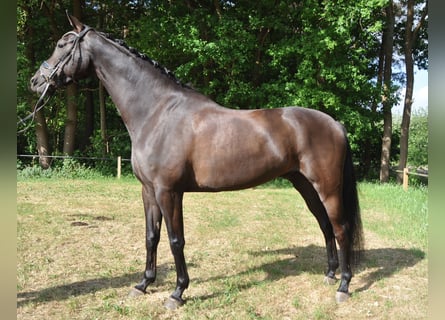 Belgian Warmblood, Gelding, 6 years, 16,1 hh, Black