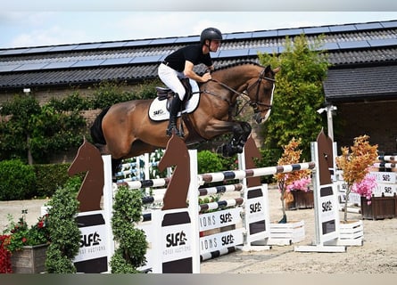 Belgian Warmblood, Gelding, 6 years, 16,1 hh, Brown