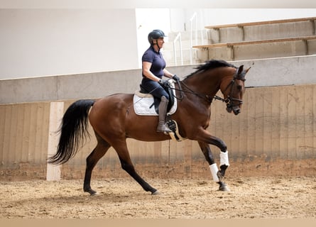 Belgian Warmblood, Gelding, 6 years, 16,2 hh, Brown