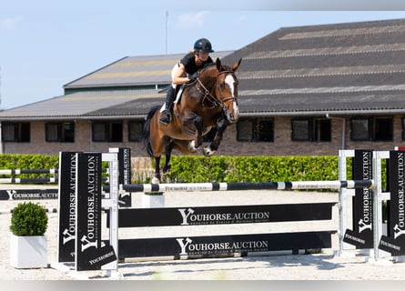 Belgian Warmblood, Gelding, 6 years, 16,3 hh, Brown