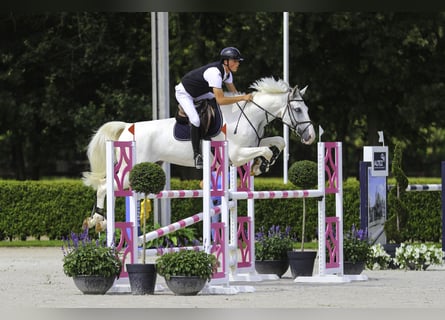 Belgian Warmblood, Gelding, 6 years, 17,1 hh, White