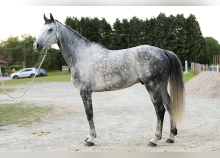 Belgian Warmblood, Gelding, 6 years, 17 hh, Gray