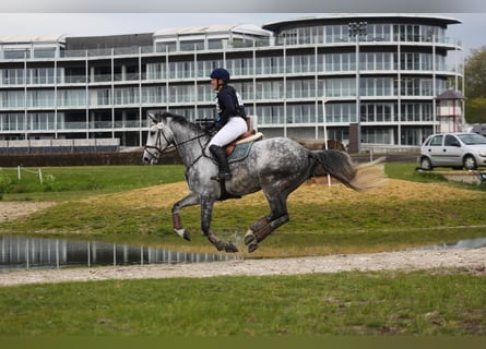 Belgian Warmblood, Gelding, 6 years, 17 hh, Gray