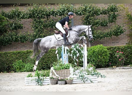 Belgian Warmblood, Gelding, 6 years, 17 hh, Gray