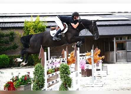 Belgian Warmblood, Gelding, 6 years, 17 hh, Smoky-Black