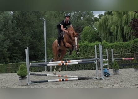 Belgian Warmblood, Gelding, 6 years, 17,1 hh, Chestnut-Red