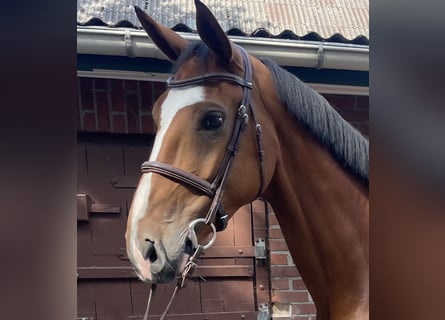 Belgisches Warmblut, Wallach, 7 Jahre, 16,1 hh, Brauner