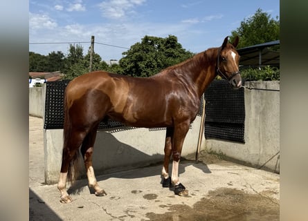 Belgian Warmblood, Gelding, 7 years, 16,1 hh, Chestnut-Red