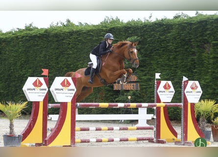 Belgian Warmblood, Gelding, 7 years, 16,1 hh, Chestnut-Red