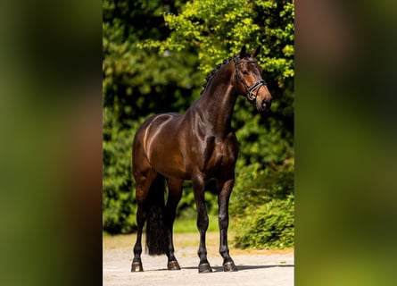 Belgian Warmblood, Gelding, 7 years, 16,2 hh, Brown