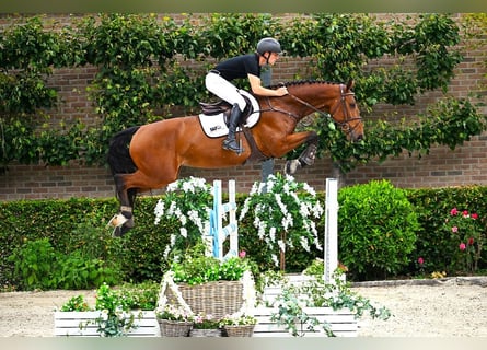 Belgian Warmblood, Gelding, 7 years, 16,2 hh, Brown