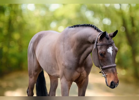 Belgian Warmblood, Gelding, 8 years, 16,1 hh, Brown