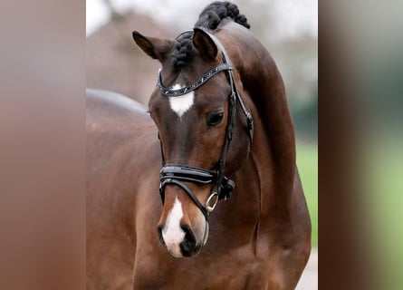 Belgian Warmblood, Gelding, 8 years, 16.2 hh, Brown