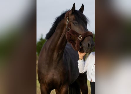 Belgian Warmblood, Gelding, 8 years, 16 hh, Bay-Dark