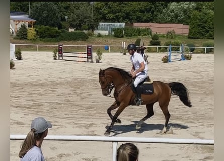 Belgian Warmblood, Gelding, 8 years, 16 hh, Brown