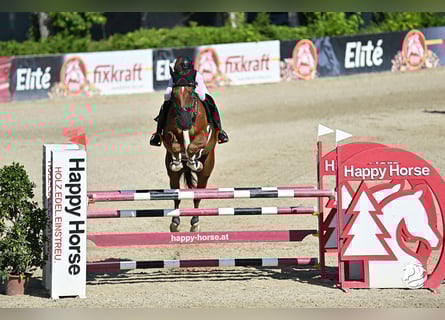 Belgian Warmblood, Gelding, 8 years