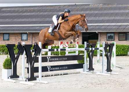 Belgian Warmblood, Gelding, 9 years, 16.2 hh, Chestnut-Red