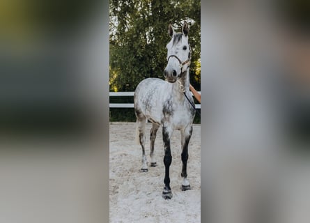 Belgian Warmblood, Gelding, 9 years, 16.2 hh, Grey