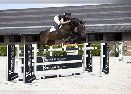 Belgian Warmblood, Gelding, 9 years, 16,1 hh, Bay-Dark