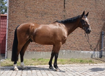 Belgian Warmblood, Gelding, 9 years, 17 hh, Bay-Dark