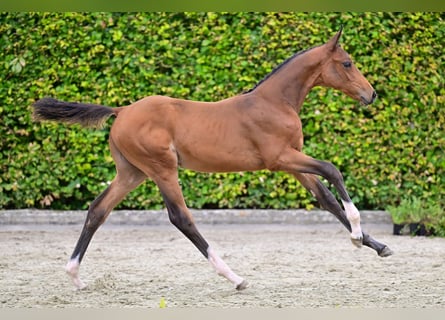 Belgian Warmblood, Gelding, Foal (05/2024), Bay