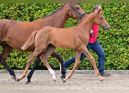 Belgian Warmblood, Gelding, Foal (05/2024), Brown-Light