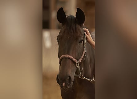 Belgian Warmblood, Mare, 10 years, 16.1 hh, Bay-Dark