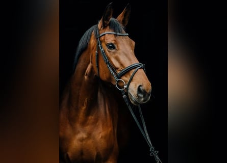 Belgian Warmblood, Mare, 11 years, Brown