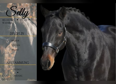 Belgian Warmblood, Mare, 12 years, 16.2 hh, Smoky-Black
