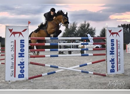 Belgisches Warmblut, Stute, 12 Jahre, 16 hh, Rotbrauner