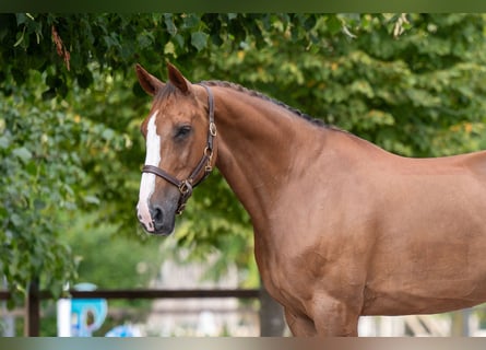 Belgian Warmblood, Mare, 14 years, 16.1 hh