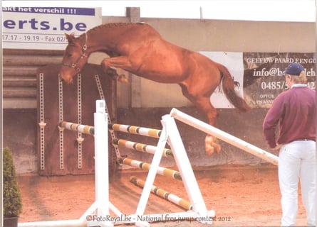 Belgisches Warmblut, Stute, 14 Jahre, 16,2 hh, Fuchs