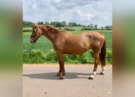 Belgisches Warmblut, Stute, 14 Jahre, 16,2 hh, Fuchs