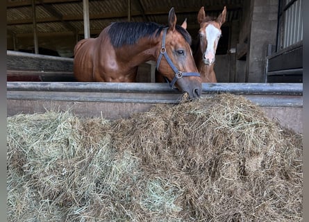 Belgian Warmblood, Mare, 14 years, 16 hh, Brown