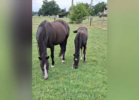 Belgian Warmblood, Mare, 15 years, 16,1 hh, Black